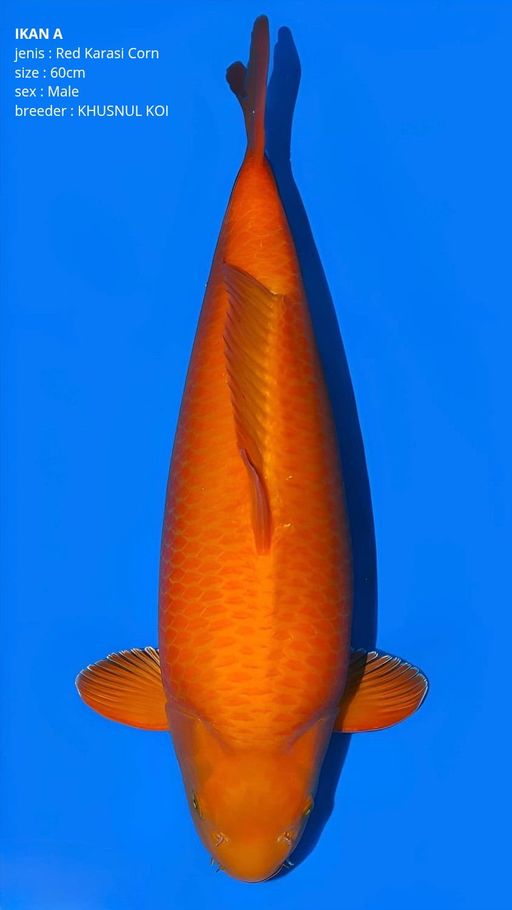 A. RED KARASI CORN I...