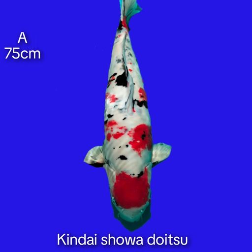 A. KINDAI SHOWA DOIT...