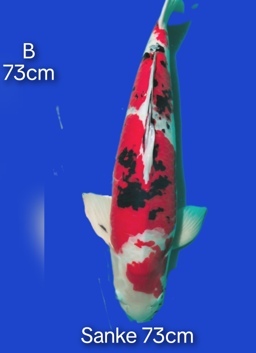 B. SANKE 73cm [MALE]