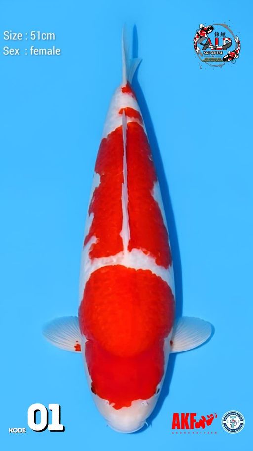 1. KOHAKU 51cm [FEMA...