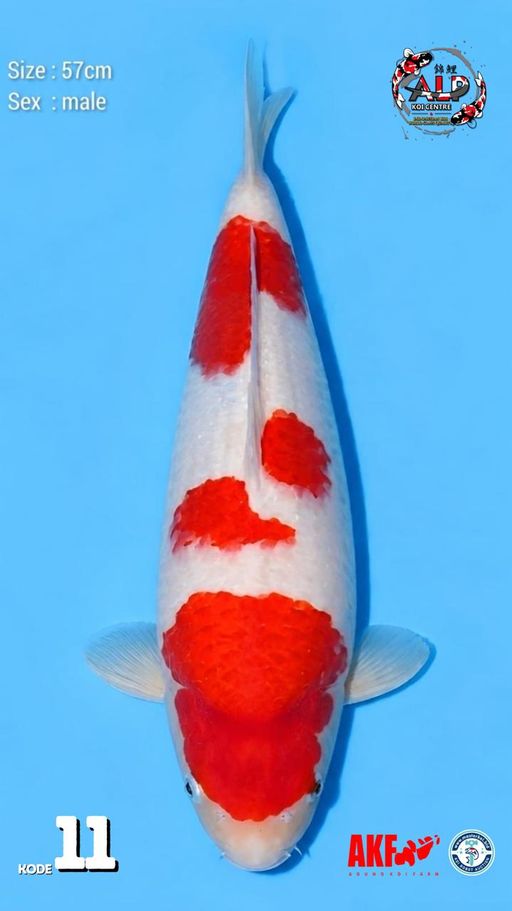 11. KOHAKU 57cm [MAL...