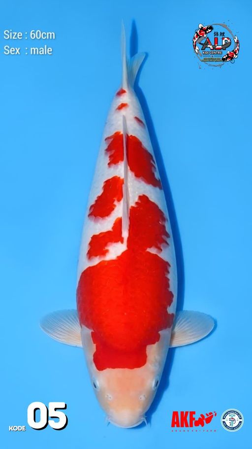 5. KOHAKU 60cm [MALE...