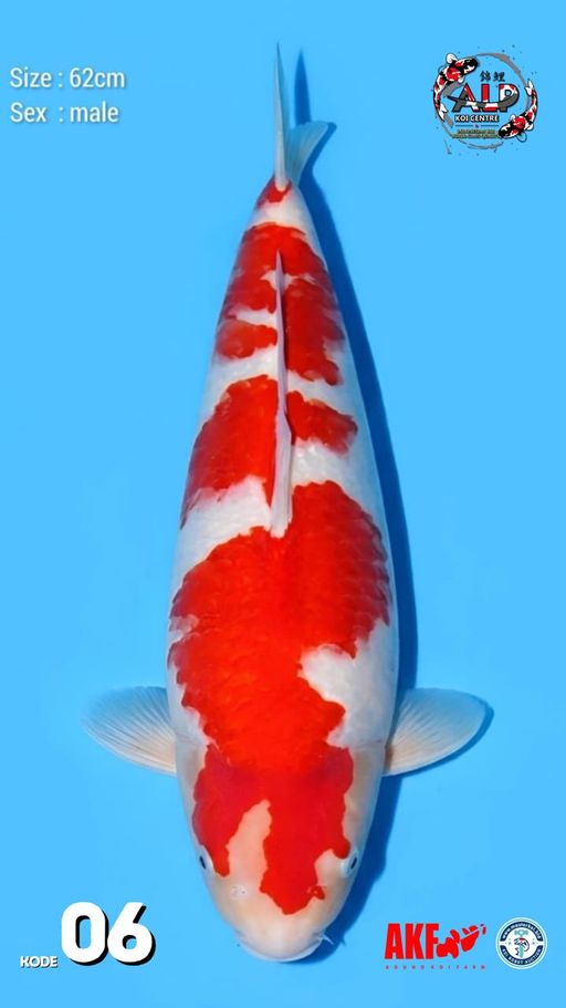 6. KOHAKU 62cm [MALE...