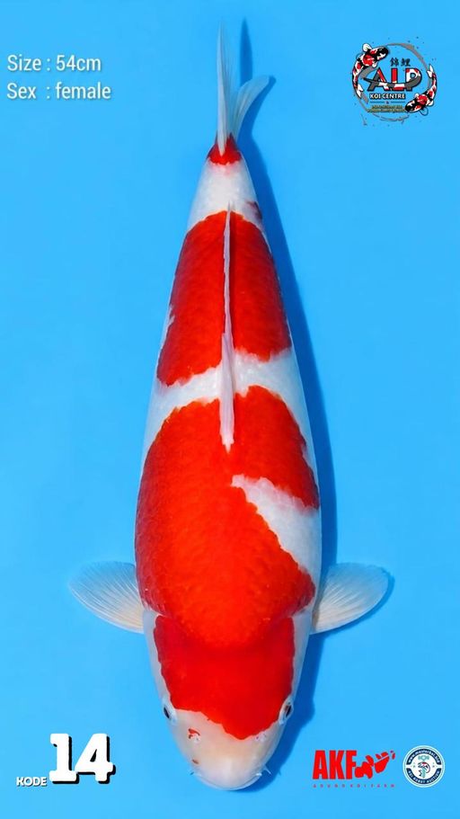 14. KOHAKU 54cm [FEM...