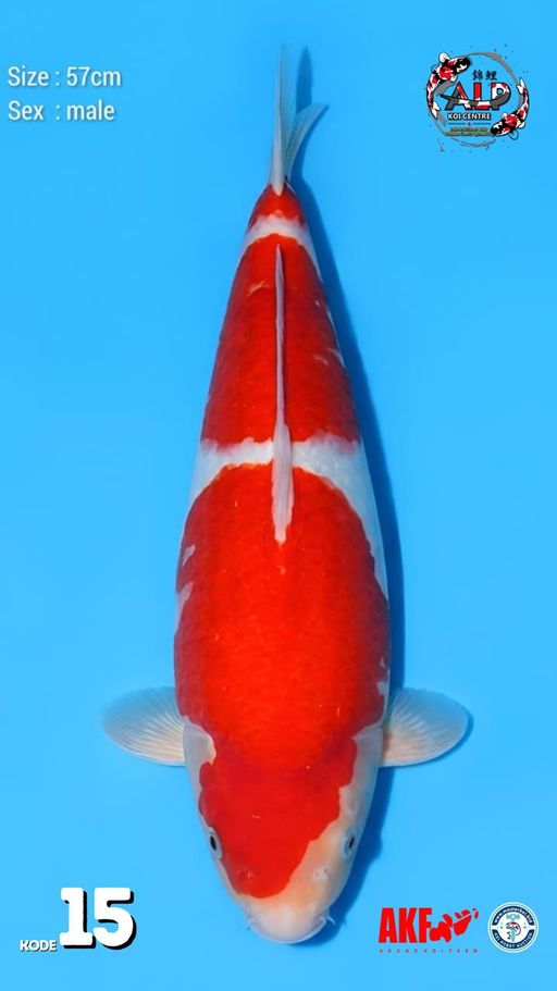 15. KOHAKU 57cm [MAL...