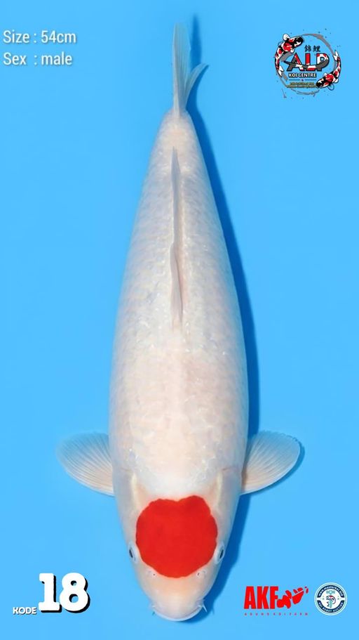 18. TANCHO KOHAKU 54...