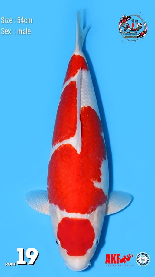 19. MARUTEN KOHAKU 5...