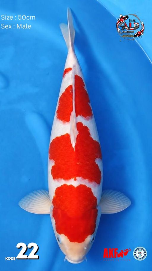 22. KOHAKU 50cm [MAL...