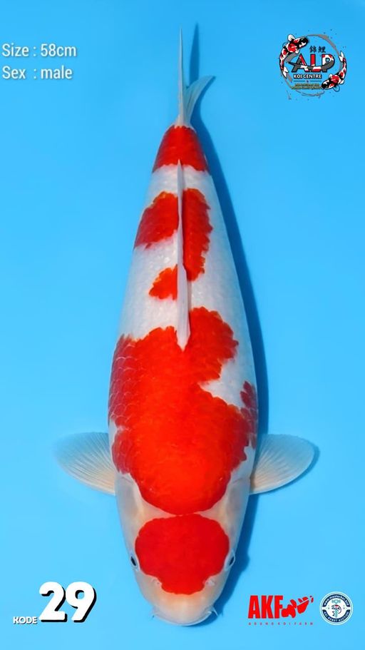 29. MARUTEN KOHAKU 5...