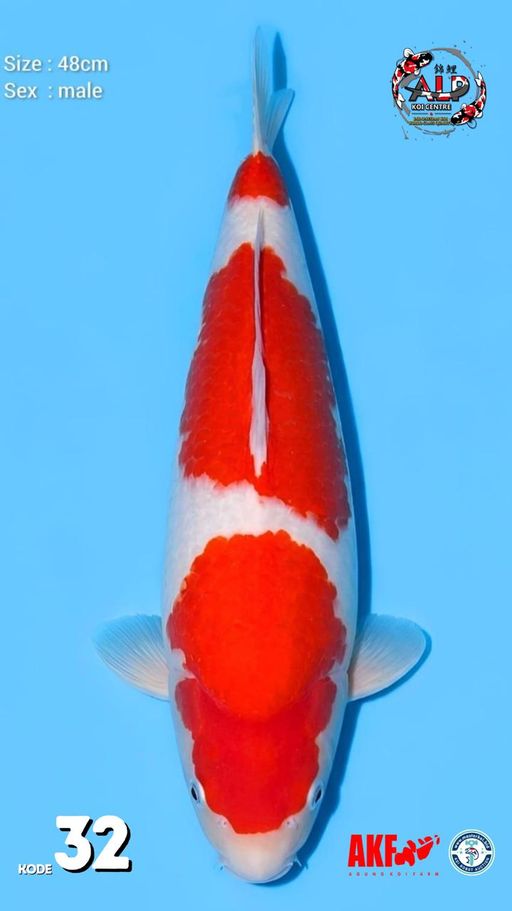 32. KOHAKU 48cm [MAL...
