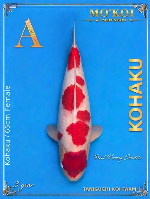 A. KOHAKU TANIGUCHI ...
