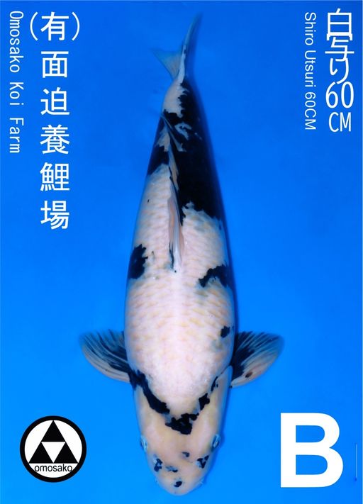 B. SHIRO OMOSAKO 60c...