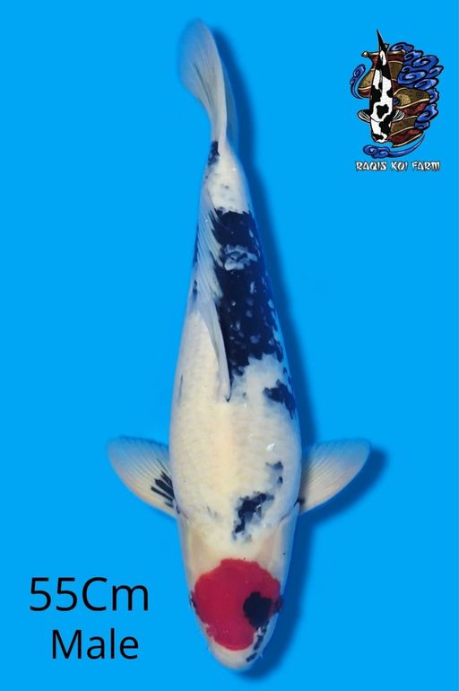A. TANCO SHOWA 55cm ...