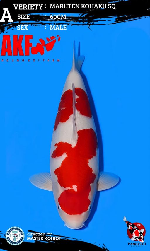 Lelang Koi Online, Jual Beli Ikan Koi, Pusat Jual Beli Koi, Info Lelang Koi Hari Ini, Platform Jual Beli Koi, Jual Beli Ikan Koi Online, Marketplace Ikan Koi, Jual Koi Terbaik, Tempat Beli Koi Berkualitas, Pasar Ikan Koi Online Terpercaya, Penjual Ikan Koi Terpercaya, Beli Koi Hias Online, Ikan Koi untuk Dijual, Koi Kualitas Terbaik, Toko Online Ikan Koi, Koi Hias Untuk Dijual, Jual Beli Ikan Koi Lokal, Koi Indonesia Online, Pusat Jual Beli Koi Terbesar
