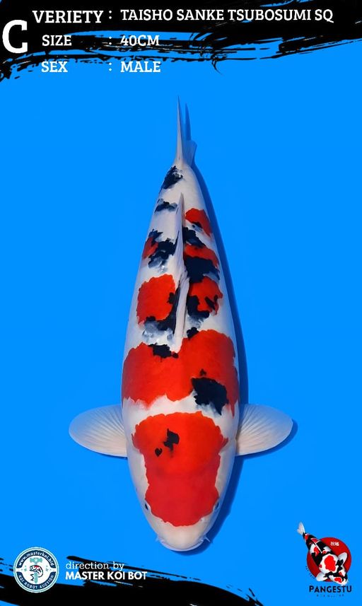 Lelang Koi Online, Jual Beli Ikan Koi, Pusat Jual Beli Koi, Info Lelang Koi Hari Ini, Platform Jual Beli Koi, Jual Beli Ikan Koi Online, Marketplace Ikan Koi, Jual Koi Terbaik, Tempat Beli Koi Berkualitas, Pasar Ikan Koi Online Terpercaya, Penjual Ikan Koi Terpercaya, Beli Koi Hias Online, Ikan Koi untuk Dijual, Koi Kualitas Terbaik, Toko Online Ikan Koi, Koi Hias Untuk Dijual, Jual Beli Ikan Koi Lokal, Koi Indonesia Online, Pusat Jual Beli Koi Terbesar