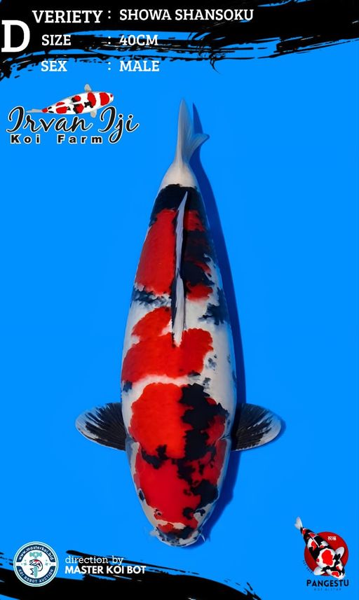 Lelang Koi Online, Jual Beli Ikan Koi, Pusat Jual Beli Koi, Info Lelang Koi Hari Ini, Platform Jual Beli Koi, Jual Beli Ikan Koi Online, Marketplace Ikan Koi, Jual Koi Terbaik, Tempat Beli Koi Berkualitas, Pasar Ikan Koi Online Terpercaya, Penjual Ikan Koi Terpercaya, Beli Koi Hias Online, Ikan Koi untuk Dijual, Koi Kualitas Terbaik, Toko Online Ikan Koi, Koi Hias Untuk Dijual, Jual Beli Ikan Koi Lokal, Koi Indonesia Online, Pusat Jual Beli Koi Terbesar