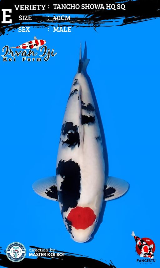 Lelang Koi Online, Jual Beli Ikan Koi, Pusat Jual Beli Koi, Info Lelang Koi Hari Ini, Platform Jual Beli Koi, Jual Beli Ikan Koi Online, Marketplace Ikan Koi, Jual Koi Terbaik, Tempat Beli Koi Berkualitas, Pasar Ikan Koi Online Terpercaya, Penjual Ikan Koi Terpercaya, Beli Koi Hias Online, Ikan Koi untuk Dijual, Koi Kualitas Terbaik, Toko Online Ikan Koi, Koi Hias Untuk Dijual, Jual Beli Ikan Koi Lokal, Koi Indonesia Online, Pusat Jual Beli Koi Terbesar