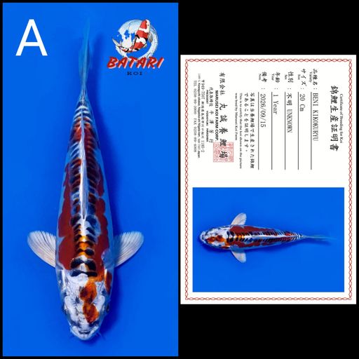 Lelang Koi Online, Jual Beli Ikan Koi, Pusat Jual Beli Koi, Info Lelang Koi Hari Ini, Platform Jual Beli Koi, Jual Beli Ikan Koi Online, Marketplace Ikan Koi, Jual Koi Terbaik, Tempat Beli Koi Berkualitas, Pasar Ikan Koi Online Terpercaya, Penjual Ikan Koi Terpercaya, Beli Koi Hias Online, Ikan Koi untuk Dijual, Koi Kualitas Terbaik, Toko Online Ikan Koi, Koi Hias Untuk Dijual, Jual Beli Ikan Koi Lokal, Koi Indonesia Online, Pusat Jual Beli Koi Terbesar