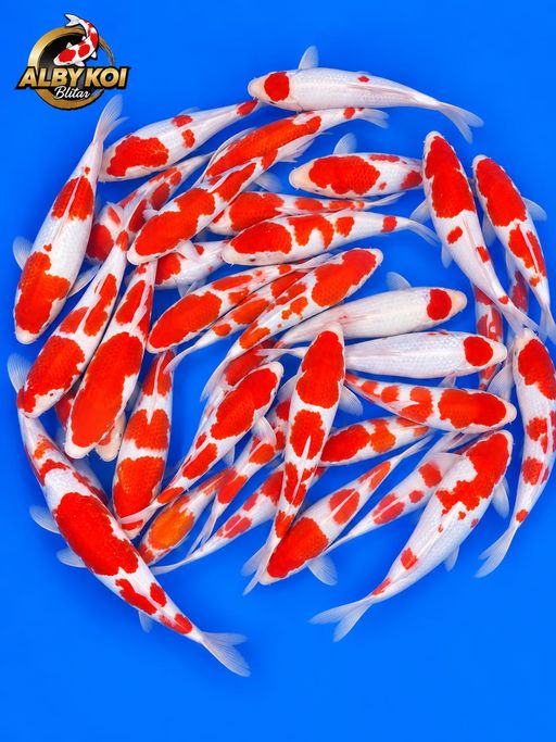 K. PAKET KOHAKU BL A...