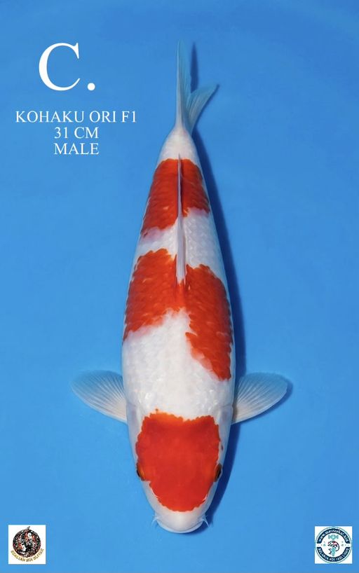 Lelang Koi Online, Jual Beli Ikan Koi, Pusat Jual Beli Koi, Info Lelang Koi Hari Ini, Platform Jual Beli Koi, Jual Beli Ikan Koi Online, Marketplace Ikan Koi, Jual Koi Terbaik, Tempat Beli Koi Berkualitas, Pasar Ikan Koi Online Terpercaya, Penjual Ikan Koi Terpercaya, Beli Koi Hias Online, Ikan Koi untuk Dijual, Koi Kualitas Terbaik, Toko Online Ikan Koi, Koi Hias Untuk Dijual, Jual Beli Ikan Koi Lokal, Koi Indonesia Online, Pusat Jual Beli Koi Terbesar