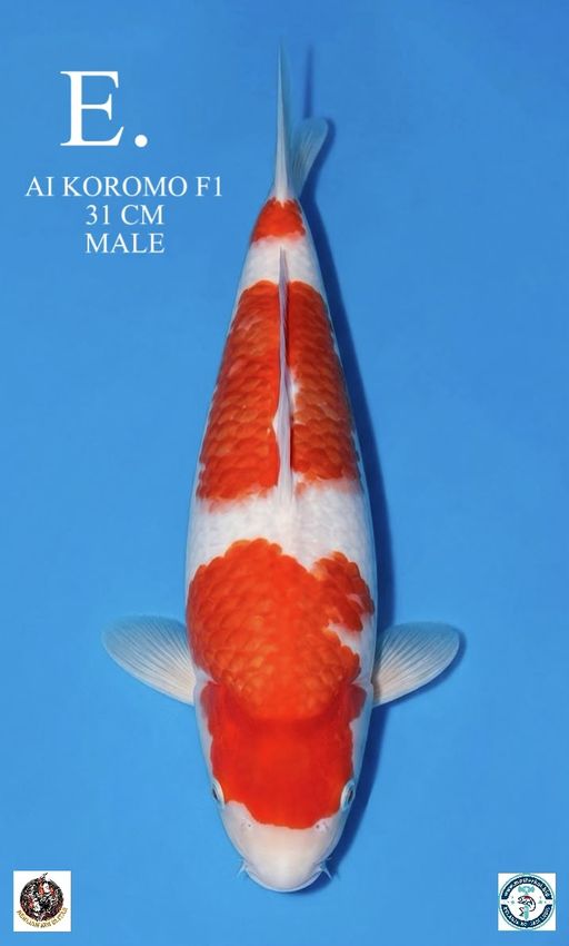 Lelang Koi Online, Jual Beli Ikan Koi, Pusat Jual Beli Koi, Info Lelang Koi Hari Ini, Platform Jual Beli Koi, Jual Beli Ikan Koi Online, Marketplace Ikan Koi, Jual Koi Terbaik, Tempat Beli Koi Berkualitas, Pasar Ikan Koi Online Terpercaya, Penjual Ikan Koi Terpercaya, Beli Koi Hias Online, Ikan Koi untuk Dijual, Koi Kualitas Terbaik, Toko Online Ikan Koi, Koi Hias Untuk Dijual, Jual Beli Ikan Koi Lokal, Koi Indonesia Online, Pusat Jual Beli Koi Terbesar
