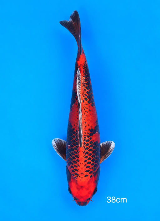 Lelang Koi Online, Jual Beli Ikan Koi, Pusat Jual Beli Koi, Info Lelang Koi Hari Ini, Platform Jual Beli Koi, Jual Beli Ikan Koi Online, Marketplace Ikan Koi, Jual Koi Terbaik, Tempat Beli Koi Berkualitas, Pasar Ikan Koi Online Terpercaya, Penjual Ikan Koi Terpercaya, Beli Koi Hias Online, Ikan Koi untuk Dijual, Koi Kualitas Terbaik, Toko Online Ikan Koi, Koi Hias Untuk Dijual, Jual Beli Ikan Koi Lokal, Koi Indonesia Online, Pusat Jual Beli Koi Terbesar