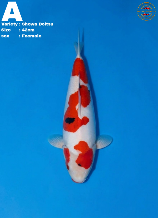 Lelang Koi Online, Jual Beli Ikan Koi, Pusat Jual Beli Koi, Info Lelang Koi Hari Ini, Platform Jual Beli Koi, Jual Beli Ikan Koi Online, Marketplace Ikan Koi, Jual Koi Terbaik, Tempat Beli Koi Berkualitas, Pasar Ikan Koi Online Terpercaya, Penjual Ikan Koi Terpercaya, Beli Koi Hias Online, Ikan Koi untuk Dijual, Koi Kualitas Terbaik, Toko Online Ikan Koi, Koi Hias Untuk Dijual, Jual Beli Ikan Koi Lokal, Koi Indonesia Online, Pusat Jual Beli Koi Terbesar