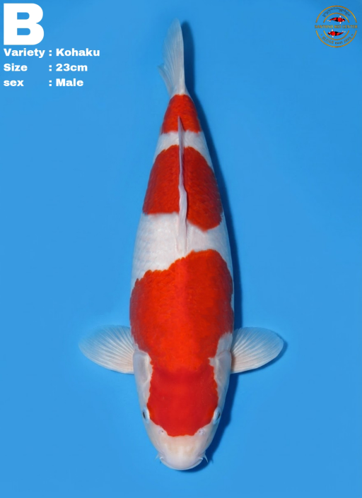 Lelang Koi Online, Jual Beli Ikan Koi, Pusat Jual Beli Koi, Info Lelang Koi Hari Ini, Platform Jual Beli Koi, Jual Beli Ikan Koi Online, Marketplace Ikan Koi, Jual Koi Terbaik, Tempat Beli Koi Berkualitas, Pasar Ikan Koi Online Terpercaya, Penjual Ikan Koi Terpercaya, Beli Koi Hias Online, Ikan Koi untuk Dijual, Koi Kualitas Terbaik, Toko Online Ikan Koi, Koi Hias Untuk Dijual, Jual Beli Ikan Koi Lokal, Koi Indonesia Online, Pusat Jual Beli Koi Terbesar