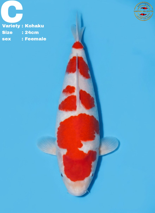 Lelang Koi Online, Jual Beli Ikan Koi, Pusat Jual Beli Koi, Info Lelang Koi Hari Ini, Platform Jual Beli Koi, Jual Beli Ikan Koi Online, Marketplace Ikan Koi, Jual Koi Terbaik, Tempat Beli Koi Berkualitas, Pasar Ikan Koi Online Terpercaya, Penjual Ikan Koi Terpercaya, Beli Koi Hias Online, Ikan Koi untuk Dijual, Koi Kualitas Terbaik, Toko Online Ikan Koi, Koi Hias Untuk Dijual, Jual Beli Ikan Koi Lokal, Koi Indonesia Online, Pusat Jual Beli Koi Terbesar