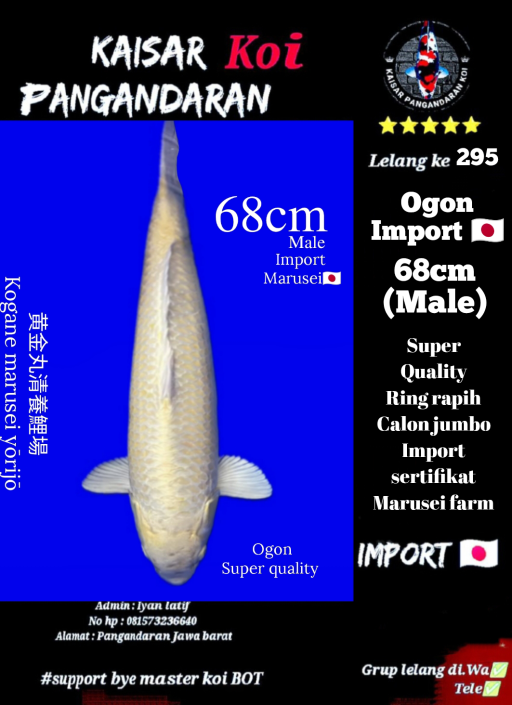 Lelang Koi Online, Jual Beli Ikan Koi, Pusat Jual Beli Koi, Info Lelang Koi Hari Ini, Platform Jual Beli Koi, Jual Beli Ikan Koi Online, Marketplace Ikan Koi, Jual Koi Terbaik, Tempat Beli Koi Berkualitas, Pasar Ikan Koi Online Terpercaya, Penjual Ikan Koi Terpercaya, Beli Koi Hias Online, Ikan Koi untuk Dijual, Koi Kualitas Terbaik, Toko Online Ikan Koi, Koi Hias Untuk Dijual, Jual Beli Ikan Koi Lokal, Koi Indonesia Online, Pusat Jual Beli Koi Terbesar