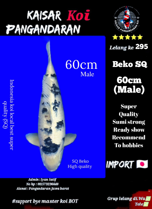Lelang Koi Online, Jual Beli Ikan Koi, Pusat Jual Beli Koi, Info Lelang Koi Hari Ini, Platform Jual Beli Koi, Jual Beli Ikan Koi Online, Marketplace Ikan Koi, Jual Koi Terbaik, Tempat Beli Koi Berkualitas, Pasar Ikan Koi Online Terpercaya, Penjual Ikan Koi Terpercaya, Beli Koi Hias Online, Ikan Koi untuk Dijual, Koi Kualitas Terbaik, Toko Online Ikan Koi, Koi Hias Untuk Dijual, Jual Beli Ikan Koi Lokal, Koi Indonesia Online, Pusat Jual Beli Koi Terbesar