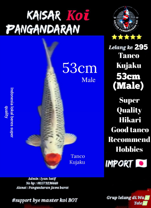 Lelang Koi Online, Jual Beli Ikan Koi, Pusat Jual Beli Koi, Info Lelang Koi Hari Ini, Platform Jual Beli Koi, Jual Beli Ikan Koi Online, Marketplace Ikan Koi, Jual Koi Terbaik, Tempat Beli Koi Berkualitas, Pasar Ikan Koi Online Terpercaya, Penjual Ikan Koi Terpercaya, Beli Koi Hias Online, Ikan Koi untuk Dijual, Koi Kualitas Terbaik, Toko Online Ikan Koi, Koi Hias Untuk Dijual, Jual Beli Ikan Koi Lokal, Koi Indonesia Online, Pusat Jual Beli Koi Terbesar