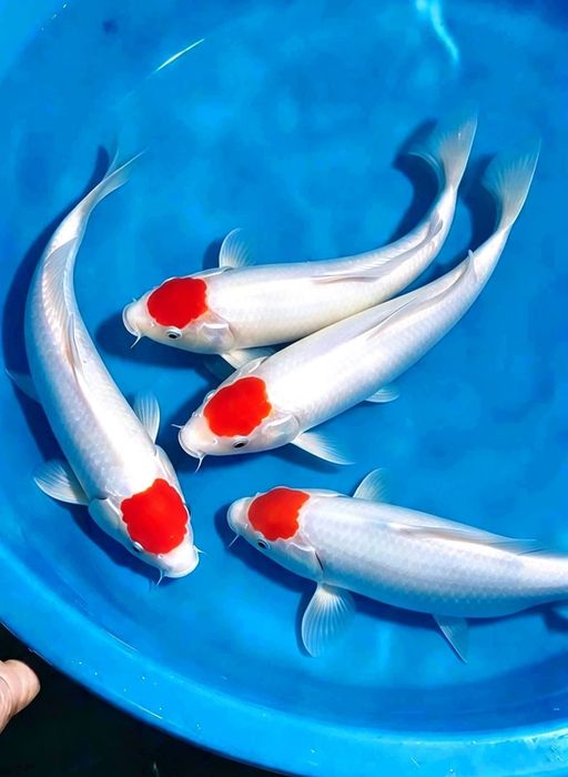 Lelang Koi Online, Jual Beli Ikan Koi, Pusat Jual Beli Koi, Info Lelang Koi Hari Ini, Platform Jual Beli Koi, Jual Beli Ikan Koi Online, Marketplace Ikan Koi, Jual Koi Terbaik, Tempat Beli Koi Berkualitas, Pasar Ikan Koi Online Terpercaya, Penjual Ikan Koi Terpercaya, Beli Koi Hias Online, Ikan Koi untuk Dijual, Koi Kualitas Terbaik, Toko Online Ikan Koi, Koi Hias Untuk Dijual, Jual Beli Ikan Koi Lokal, Koi Indonesia Online, Pusat Jual Beli Koi Terbesar