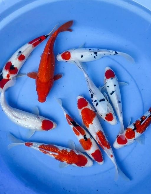 Lelang Koi Online, Jual Beli Ikan Koi, Pusat Jual Beli Koi, Info Lelang Koi Hari Ini, Platform Jual Beli Koi, Jual Beli Ikan Koi Online, Marketplace Ikan Koi, Jual Koi Terbaik, Tempat Beli Koi Berkualitas, Pasar Ikan Koi Online Terpercaya, Penjual Ikan Koi Terpercaya, Beli Koi Hias Online, Ikan Koi untuk Dijual, Koi Kualitas Terbaik, Toko Online Ikan Koi, Koi Hias Untuk Dijual, Jual Beli Ikan Koi Lokal, Koi Indonesia Online, Pusat Jual Beli Koi Terbesar