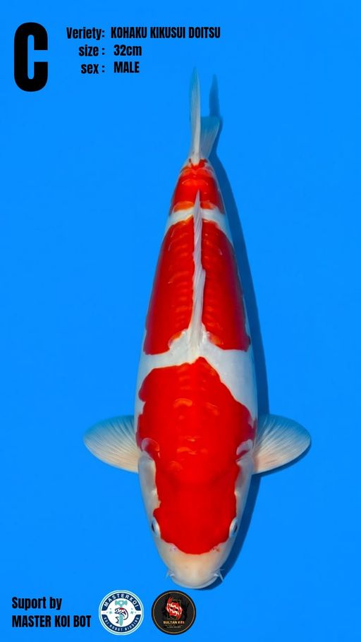 Lelang Koi Online, Jual Beli Ikan Koi, Pusat Jual Beli Koi, Info Lelang Koi Hari Ini, Platform Jual Beli Koi, Jual Beli Ikan Koi Online, Marketplace Ikan Koi, Jual Koi Terbaik, Tempat Beli Koi Berkualitas, Pasar Ikan Koi Online Terpercaya, Penjual Ikan Koi Terpercaya, Beli Koi Hias Online, Ikan Koi untuk Dijual, Koi Kualitas Terbaik, Toko Online Ikan Koi, Koi Hias Untuk Dijual, Jual Beli Ikan Koi Lokal, Koi Indonesia Online, Pusat Jual Beli Koi Terbesar