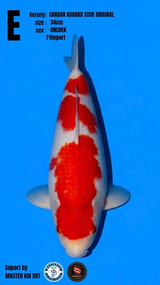 Lelang Koi Online, Jual Beli Ikan Koi, Pusat Jual Beli Koi, Info Lelang Koi Hari Ini, Platform Jual Beli Koi, Jual Beli Ikan Koi Online, Marketplace Ikan Koi, Jual Koi Terbaik, Tempat Beli Koi Berkualitas, Pasar Ikan Koi Online Terpercaya, Penjual Ikan Koi Terpercaya, Beli Koi Hias Online, Ikan Koi untuk Dijual, Koi Kualitas Terbaik, Toko Online Ikan Koi, Koi Hias Untuk Dijual, Jual Beli Ikan Koi Lokal, Koi Indonesia Online, Pusat Jual Beli Koi Terbesar