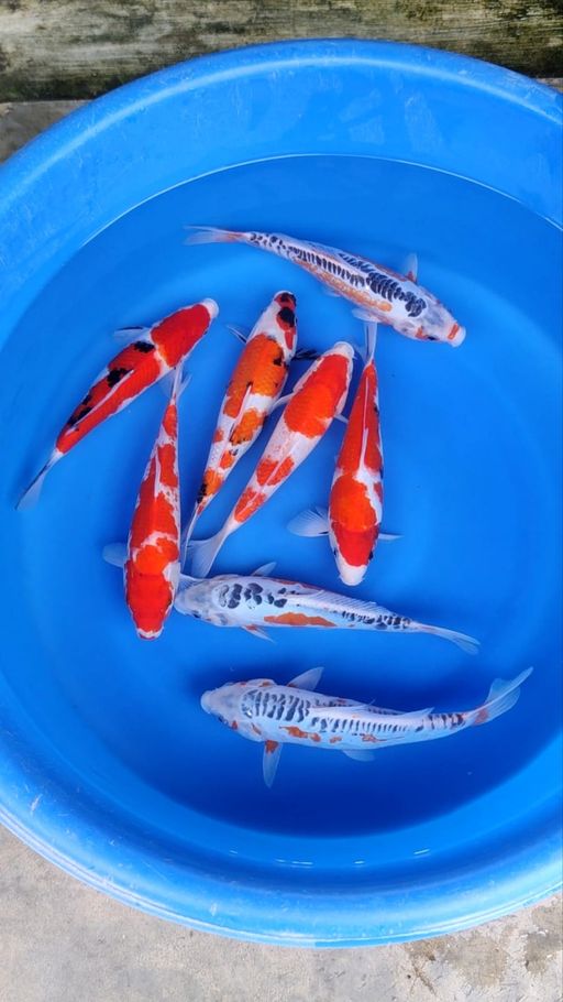 Lelang Koi Online, Jual Beli Ikan Koi, Pusat Jual Beli Koi, Info Lelang Koi Hari Ini, Platform Jual Beli Koi, Jual Beli Ikan Koi Online, Marketplace Ikan Koi, Jual Koi Terbaik, Tempat Beli Koi Berkualitas, Pasar Ikan Koi Online Terpercaya, Penjual Ikan Koi Terpercaya, Beli Koi Hias Online, Ikan Koi untuk Dijual, Koi Kualitas Terbaik, Toko Online Ikan Koi, Koi Hias Untuk Dijual, Jual Beli Ikan Koi Lokal, Koi Indonesia Online, Pusat Jual Beli Koi Terbesar