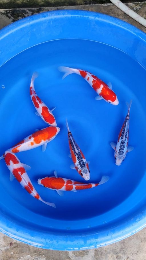 Lelang Koi Online, Jual Beli Ikan Koi, Pusat Jual Beli Koi, Info Lelang Koi Hari Ini, Platform Jual Beli Koi, Jual Beli Ikan Koi Online, Marketplace Ikan Koi, Jual Koi Terbaik, Tempat Beli Koi Berkualitas, Pasar Ikan Koi Online Terpercaya, Penjual Ikan Koi Terpercaya, Beli Koi Hias Online, Ikan Koi untuk Dijual, Koi Kualitas Terbaik, Toko Online Ikan Koi, Koi Hias Untuk Dijual, Jual Beli Ikan Koi Lokal, Koi Indonesia Online, Pusat Jual Beli Koi Terbesar