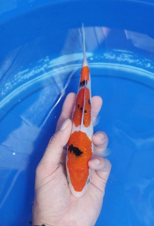 Lelang Koi Online, Jual Beli Ikan Koi, Pusat Jual Beli Koi, Info Lelang Koi Hari Ini, Platform Jual Beli Koi, Jual Beli Ikan Koi Online, Marketplace Ikan Koi, Jual Koi Terbaik, Tempat Beli Koi Berkualitas, Pasar Ikan Koi Online Terpercaya, Penjual Ikan Koi Terpercaya, Beli Koi Hias Online, Ikan Koi untuk Dijual, Koi Kualitas Terbaik, Toko Online Ikan Koi, Koi Hias Untuk Dijual, Jual Beli Ikan Koi Lokal, Koi Indonesia Online, Pusat Jual Beli Koi Terbesar