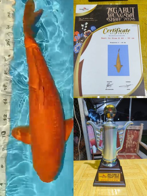 Lelang Koi Online, Jual Beli Ikan Koi, Pusat Jual Beli Koi, Info Lelang Koi Hari Ini, Platform Jual Beli Koi, Jual Beli Ikan Koi Online, Marketplace Ikan Koi, Jual Koi Terbaik, Tempat Beli Koi Berkualitas, Pasar Ikan Koi Online Terpercaya, Penjual Ikan Koi Terpercaya, Beli Koi Hias Online, Ikan Koi untuk Dijual, Koi Kualitas Terbaik, Toko Online Ikan Koi, Koi Hias Untuk Dijual, Jual Beli Ikan Koi Lokal, Koi Indonesia Online, Pusat Jual Beli Koi Terbesar