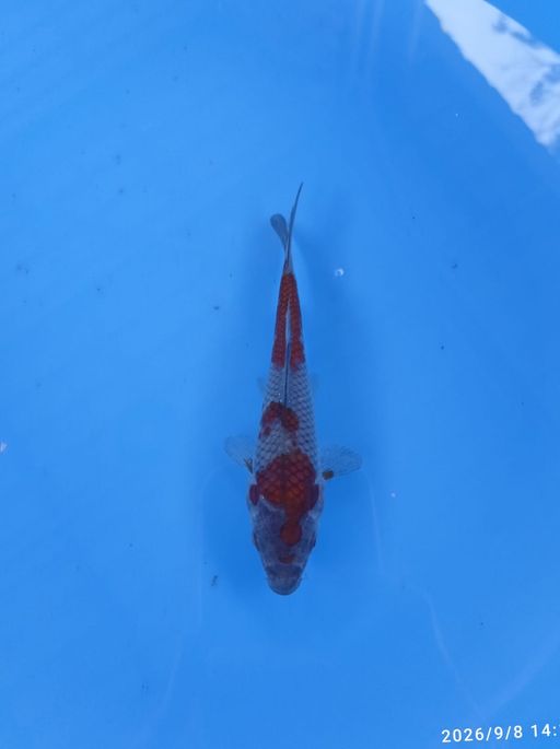 Lelang Koi Online, Jual Beli Ikan Koi, Pusat Jual Beli Koi, Info Lelang Koi Hari Ini, Platform Jual Beli Koi, Jual Beli Ikan Koi Online, Marketplace Ikan Koi, Jual Koi Terbaik, Tempat Beli Koi Berkualitas, Pasar Ikan Koi Online Terpercaya, Penjual Ikan Koi Terpercaya, Beli Koi Hias Online, Ikan Koi untuk Dijual, Koi Kualitas Terbaik, Toko Online Ikan Koi, Koi Hias Untuk Dijual, Jual Beli Ikan Koi Lokal, Koi Indonesia Online, Pusat Jual Beli Koi Terbesar