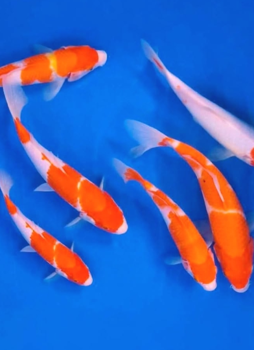 Lelang Koi Online, Jual Beli Ikan Koi, Pusat Jual Beli Koi, Info Lelang Koi Hari Ini, Platform Jual Beli Koi, Jual Beli Ikan Koi Online, Marketplace Ikan Koi, Jual Koi Terbaik, Tempat Beli Koi Berkualitas, Pasar Ikan Koi Online Terpercaya, Penjual Ikan Koi Terpercaya, Beli Koi Hias Online, Ikan Koi untuk Dijual, Koi Kualitas Terbaik, Toko Online Ikan Koi, Koi Hias Untuk Dijual, Jual Beli Ikan Koi Lokal, Koi Indonesia Online, Pusat Jual Beli Koi Terbesar