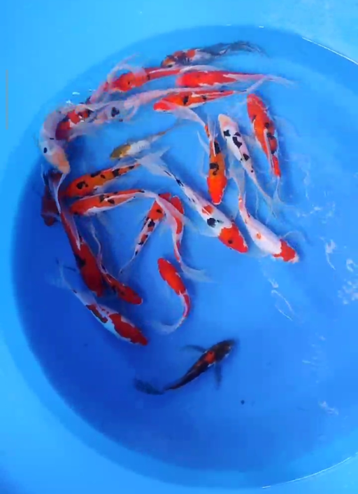 Lelang Koi Online, Jual Beli Ikan Koi, Pusat Jual Beli Koi, Info Lelang Koi Hari Ini, Platform Jual Beli Koi, Jual Beli Ikan Koi Online, Marketplace Ikan Koi, Jual Koi Terbaik, Tempat Beli Koi Berkualitas, Pasar Ikan Koi Online Terpercaya, Penjual Ikan Koi Terpercaya, Beli Koi Hias Online, Ikan Koi untuk Dijual, Koi Kualitas Terbaik, Toko Online Ikan Koi, Koi Hias Untuk Dijual, Jual Beli Ikan Koi Lokal, Koi Indonesia Online, Pusat Jual Beli Koi Terbesar