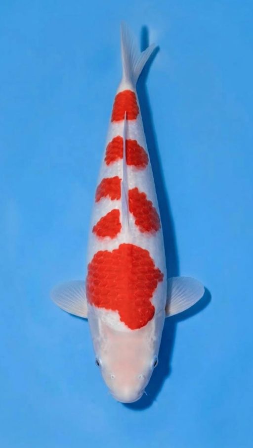 Lelang Koi Online, Jual Beli Ikan Koi, Pusat Jual Beli Koi, Info Lelang Koi Hari Ini, Platform Jual Beli Koi, Jual Beli Ikan Koi Online, Marketplace Ikan Koi, Jual Koi Terbaik, Tempat Beli Koi Berkualitas, Pasar Ikan Koi Online Terpercaya, Penjual Ikan Koi Terpercaya, Beli Koi Hias Online, Ikan Koi untuk Dijual, Koi Kualitas Terbaik, Toko Online Ikan Koi, Koi Hias Untuk Dijual, Jual Beli Ikan Koi Lokal, Koi Indonesia Online, Pusat Jual Beli Koi Terbesar