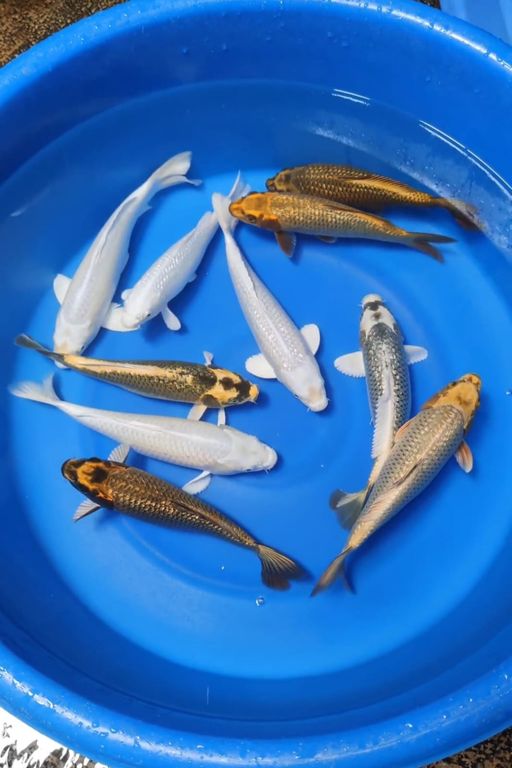 Lelang Koi Online, Jual Beli Ikan Koi, Pusat Jual Beli Koi, Info Lelang Koi Hari Ini, Platform Jual Beli Koi, Jual Beli Ikan Koi Online, Marketplace Ikan Koi, Jual Koi Terbaik, Tempat Beli Koi Berkualitas, Pasar Ikan Koi Online Terpercaya, Penjual Ikan Koi Terpercaya, Beli Koi Hias Online, Ikan Koi untuk Dijual, Koi Kualitas Terbaik, Toko Online Ikan Koi, Koi Hias Untuk Dijual, Jual Beli Ikan Koi Lokal, Koi Indonesia Online, Pusat Jual Beli Koi Terbesar