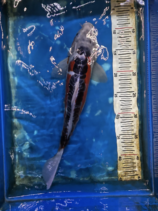 Lelang Koi Online, Jual Beli Ikan Koi, Pusat Jual Beli Koi, Info Lelang Koi Hari Ini, Platform Jual Beli Koi, Jual Beli Ikan Koi Online, Marketplace Ikan Koi, Jual Koi Terbaik, Tempat Beli Koi Berkualitas, Pasar Ikan Koi Online Terpercaya, Penjual Ikan Koi Terpercaya, Beli Koi Hias Online, Ikan Koi untuk Dijual, Koi Kualitas Terbaik, Toko Online Ikan Koi, Koi Hias Untuk Dijual, Jual Beli Ikan Koi Lokal, Koi Indonesia Online, Pusat Jual Beli Koi Terbesar