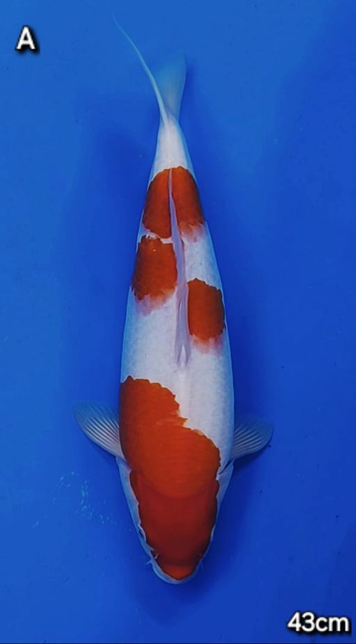 Lelang Koi Online, Jual Beli Ikan Koi, Pusat Jual Beli Koi, Info Lelang Koi Hari Ini, Platform Jual Beli Koi, Jual Beli Ikan Koi Online, Marketplace Ikan Koi, Jual Koi Terbaik, Tempat Beli Koi Berkualitas, Pasar Ikan Koi Online Terpercaya, Penjual Ikan Koi Terpercaya, Beli Koi Hias Online, Ikan Koi untuk Dijual, Koi Kualitas Terbaik, Toko Online Ikan Koi, Koi Hias Untuk Dijual, Jual Beli Ikan Koi Lokal, Koi Indonesia Online, Pusat Jual Beli Koi Terbesar