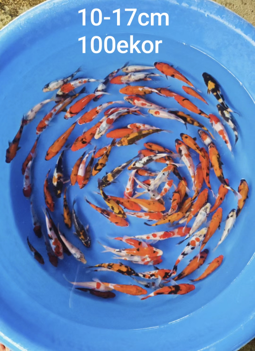 Lelang Koi Online, Jual Beli Ikan Koi, Pusat Jual Beli Koi, Info Lelang Koi Hari Ini, Platform Jual Beli Koi, Jual Beli Ikan Koi Online, Marketplace Ikan Koi, Jual Koi Terbaik, Tempat Beli Koi Berkualitas, Pasar Ikan Koi Online Terpercaya, Penjual Ikan Koi Terpercaya, Beli Koi Hias Online, Ikan Koi untuk Dijual, Koi Kualitas Terbaik, Toko Online Ikan Koi, Koi Hias Untuk Dijual, Jual Beli Ikan Koi Lokal, Koi Indonesia Online, Pusat Jual Beli Koi Terbesar
