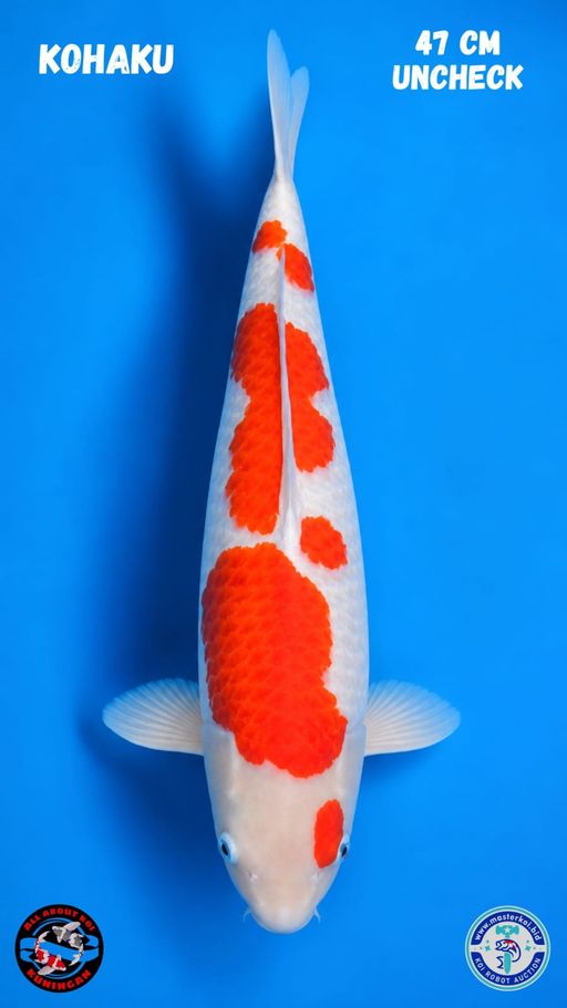 Lelang Koi Online, Jual Beli Ikan Koi, Pusat Jual Beli Koi, Info Lelang Koi Hari Ini, Platform Jual Beli Koi, Jual Beli Ikan Koi Online, Marketplace Ikan Koi, Jual Koi Terbaik, Tempat Beli Koi Berkualitas, Pasar Ikan Koi Online Terpercaya, Penjual Ikan Koi Terpercaya, Beli Koi Hias Online, Ikan Koi untuk Dijual, Koi Kualitas Terbaik, Toko Online Ikan Koi, Koi Hias Untuk Dijual, Jual Beli Ikan Koi Lokal, Koi Indonesia Online, Pusat Jual Beli Koi Terbesar