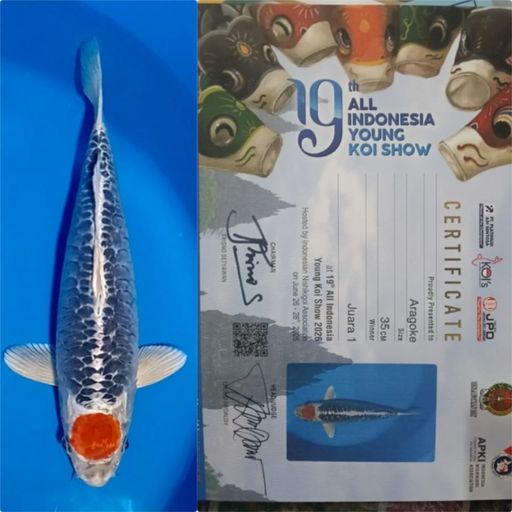 Lelang Koi Online, Jual Beli Ikan Koi, Pusat Jual Beli Koi, Info Lelang Koi Hari Ini, Platform Jual Beli Koi, Jual Beli Ikan Koi Online, Marketplace Ikan Koi, Jual Koi Terbaik, Tempat Beli Koi Berkualitas, Pasar Ikan Koi Online Terpercaya, Penjual Ikan Koi Terpercaya, Beli Koi Hias Online, Ikan Koi untuk Dijual, Koi Kualitas Terbaik, Toko Online Ikan Koi, Koi Hias Untuk Dijual, Jual Beli Ikan Koi Lokal, Koi Indonesia Online, Pusat Jual Beli Koi Terbesar